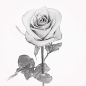 Preview: Rose 1